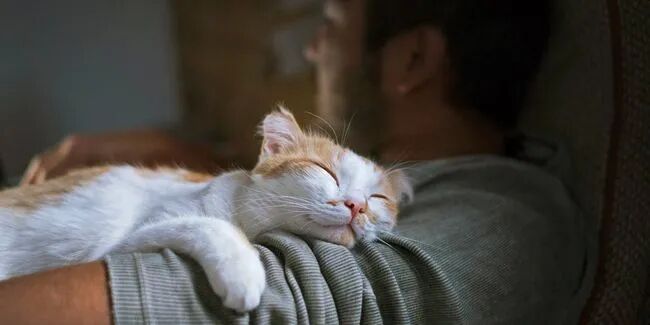 Peaceful moments with a cat